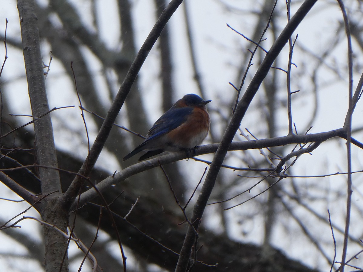 Eastern Bluebird - ML525351771