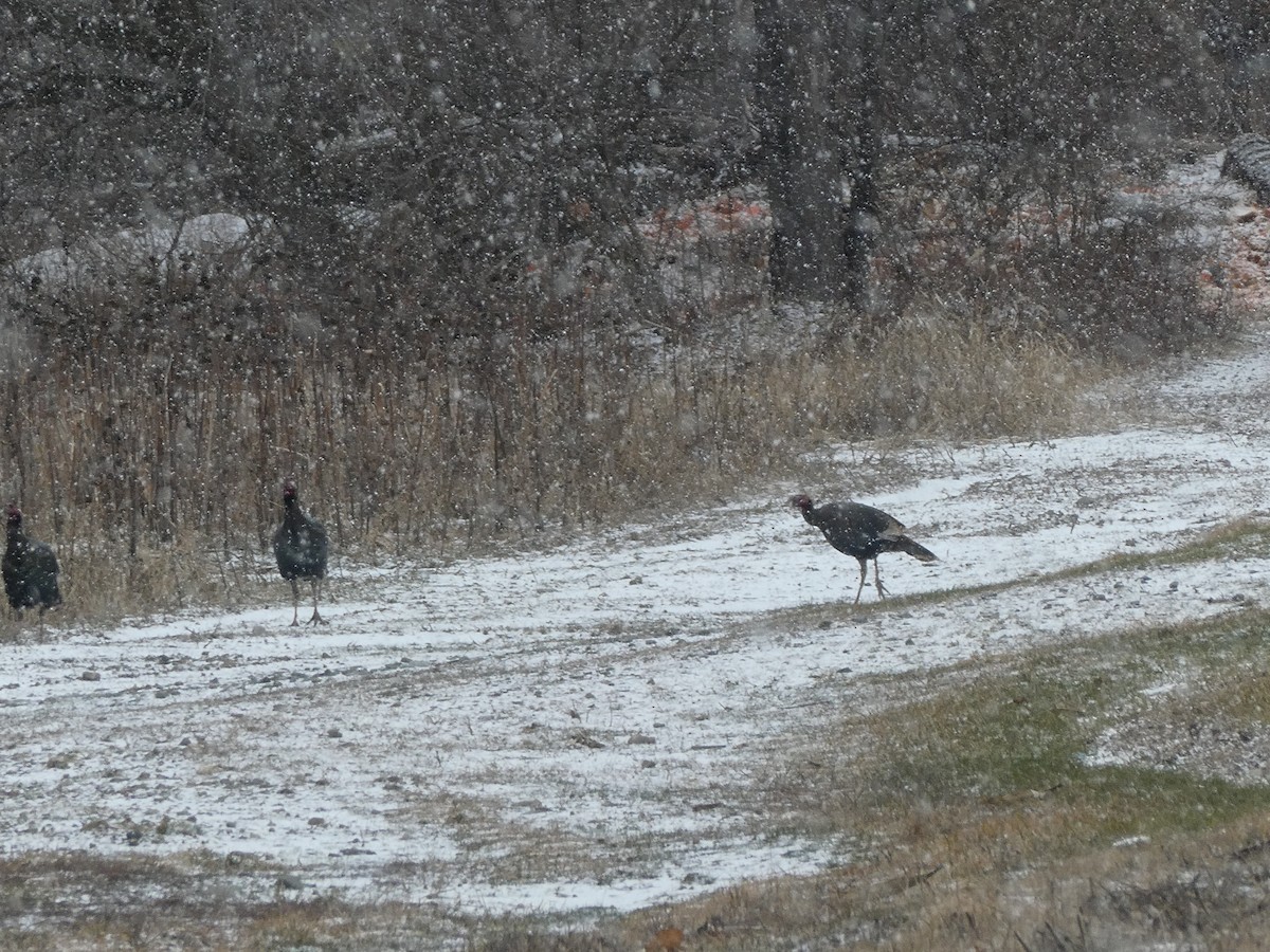 Wild Turkey - M. Jordan