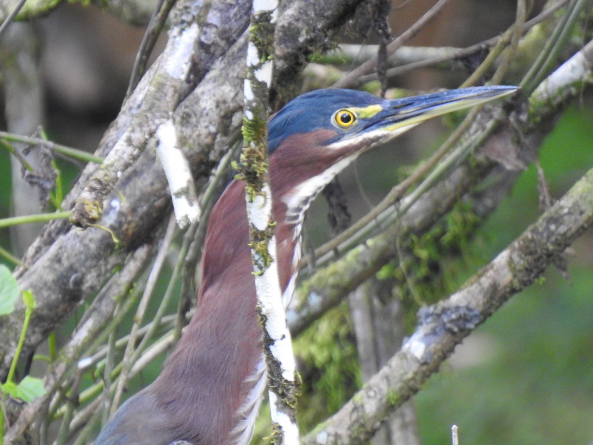 Green Heron - Glenn Hodgkins