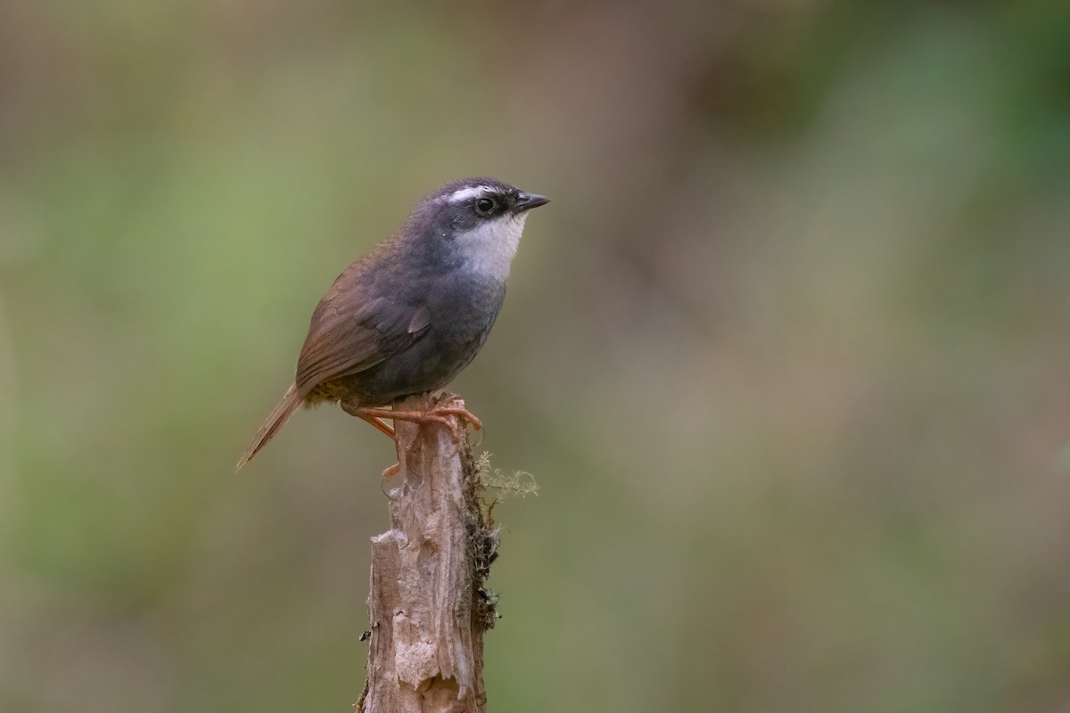 White-browed Tapaculo - Pablo Re