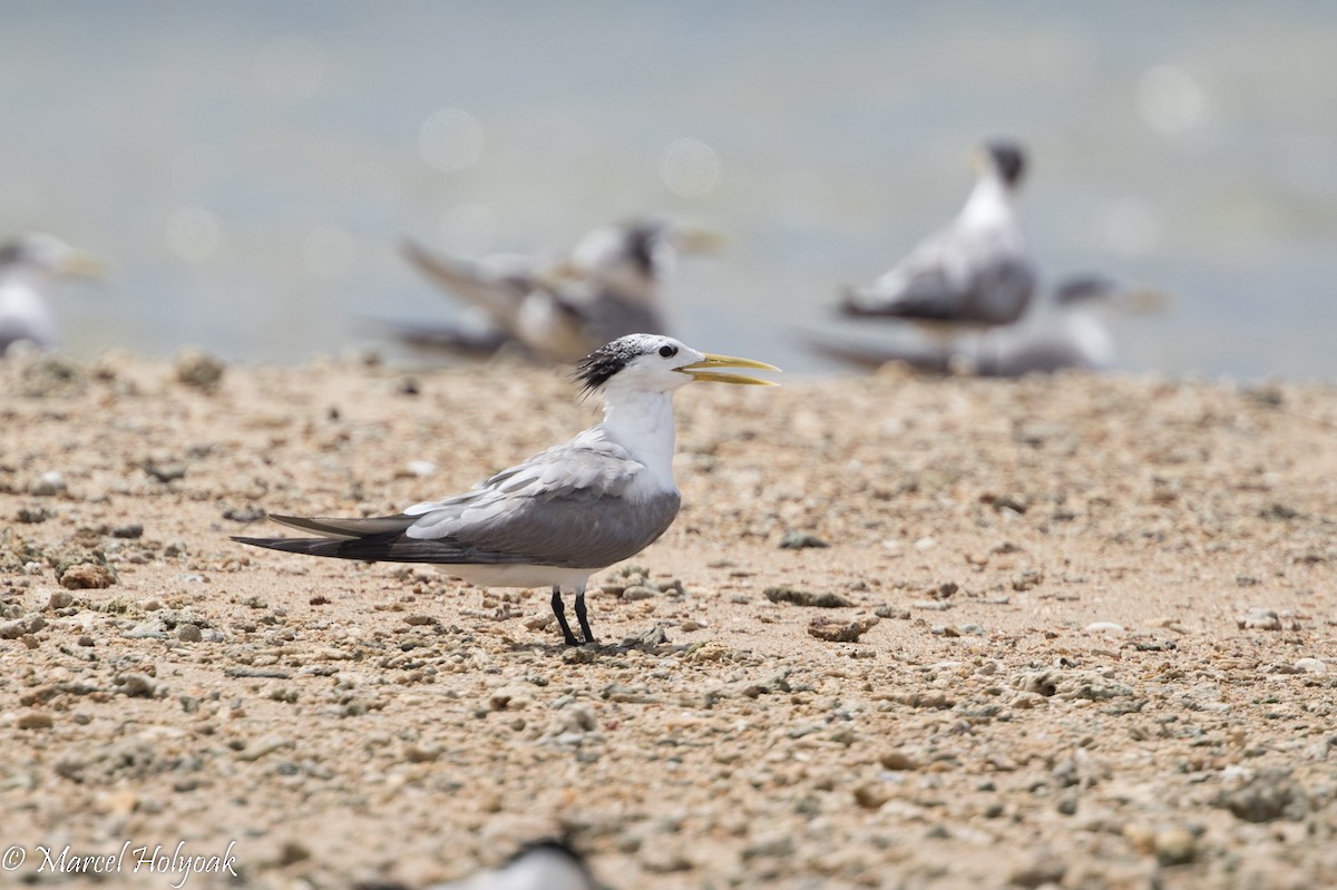 Great Crested Tern - ML525352351