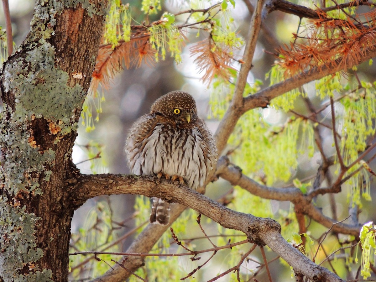 Northern Pygmy-Owl - ML52535241