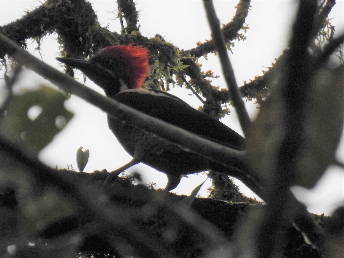 Lineated Woodpecker - ML525352421