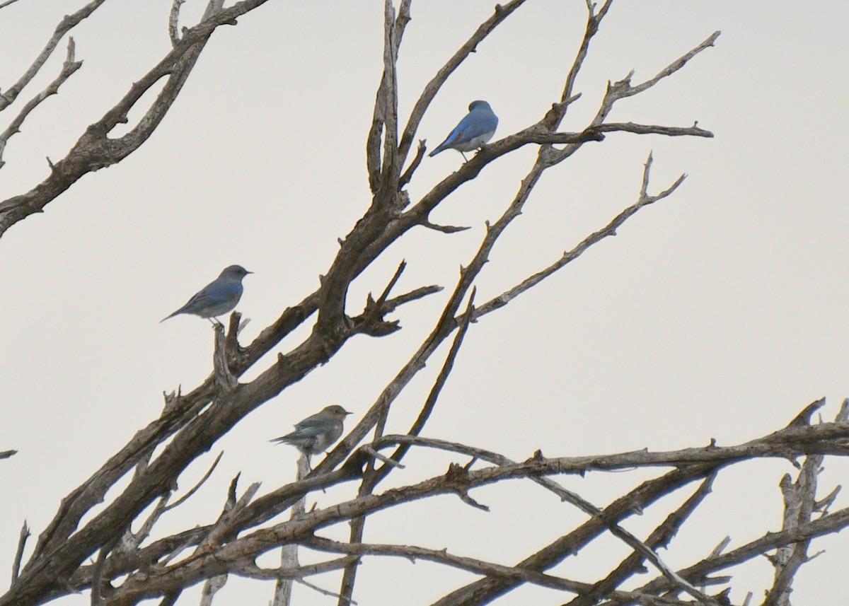 Mountain Bluebird - ML525352701