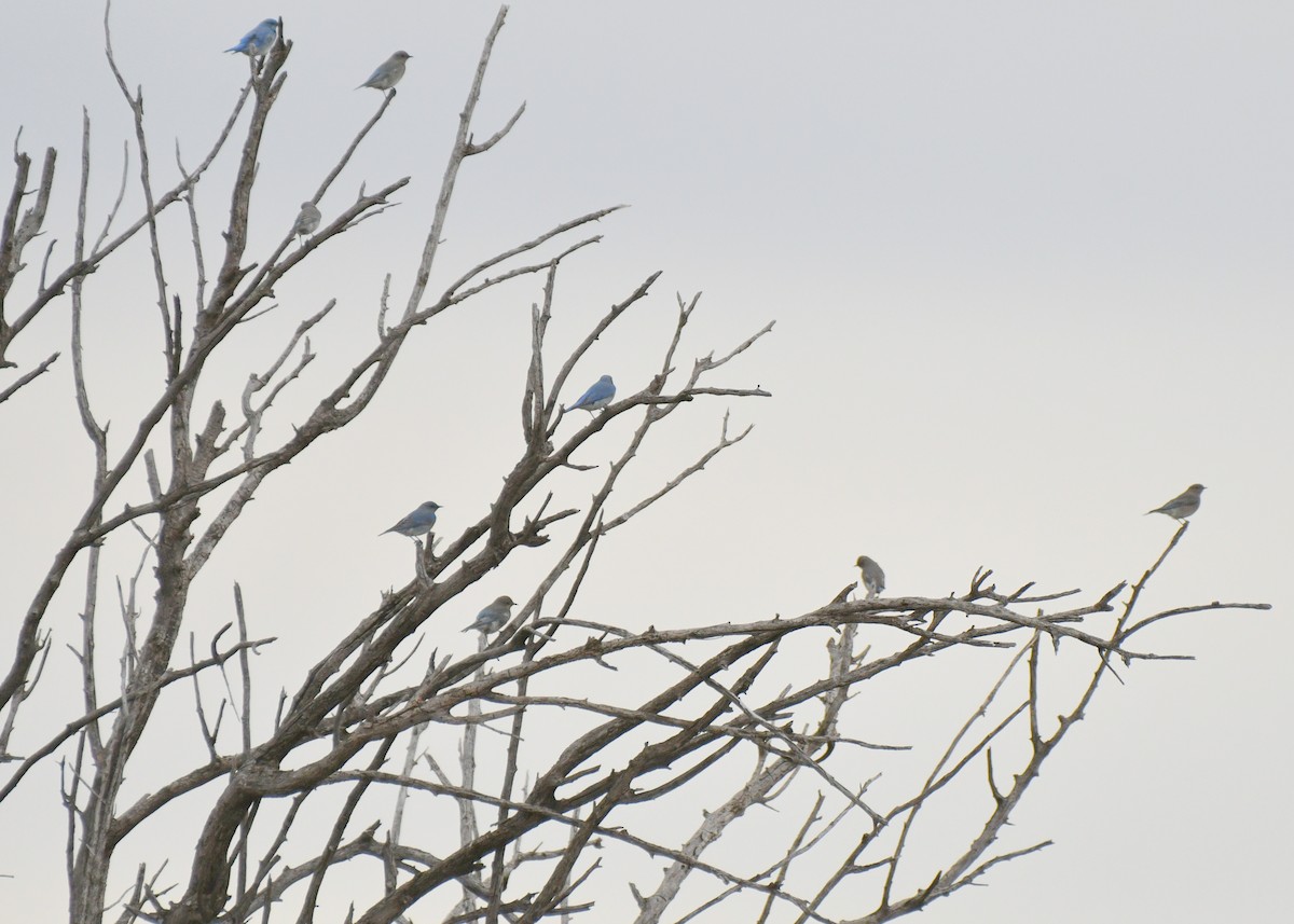 Mountain Bluebird - ML525353041