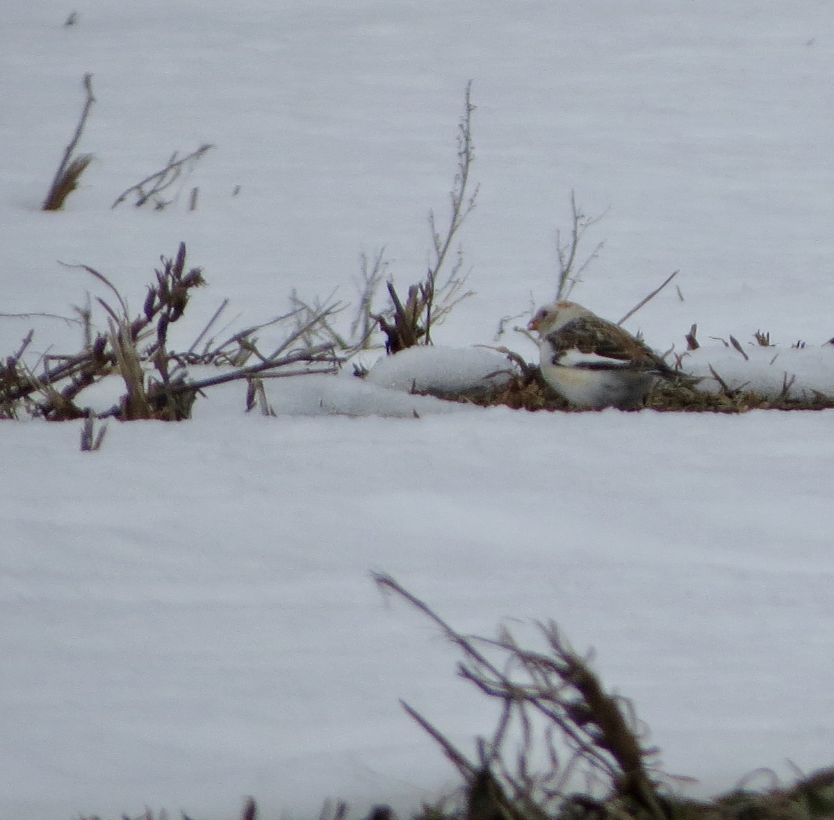 Snow Bunting - Jeanne-Marie Maher