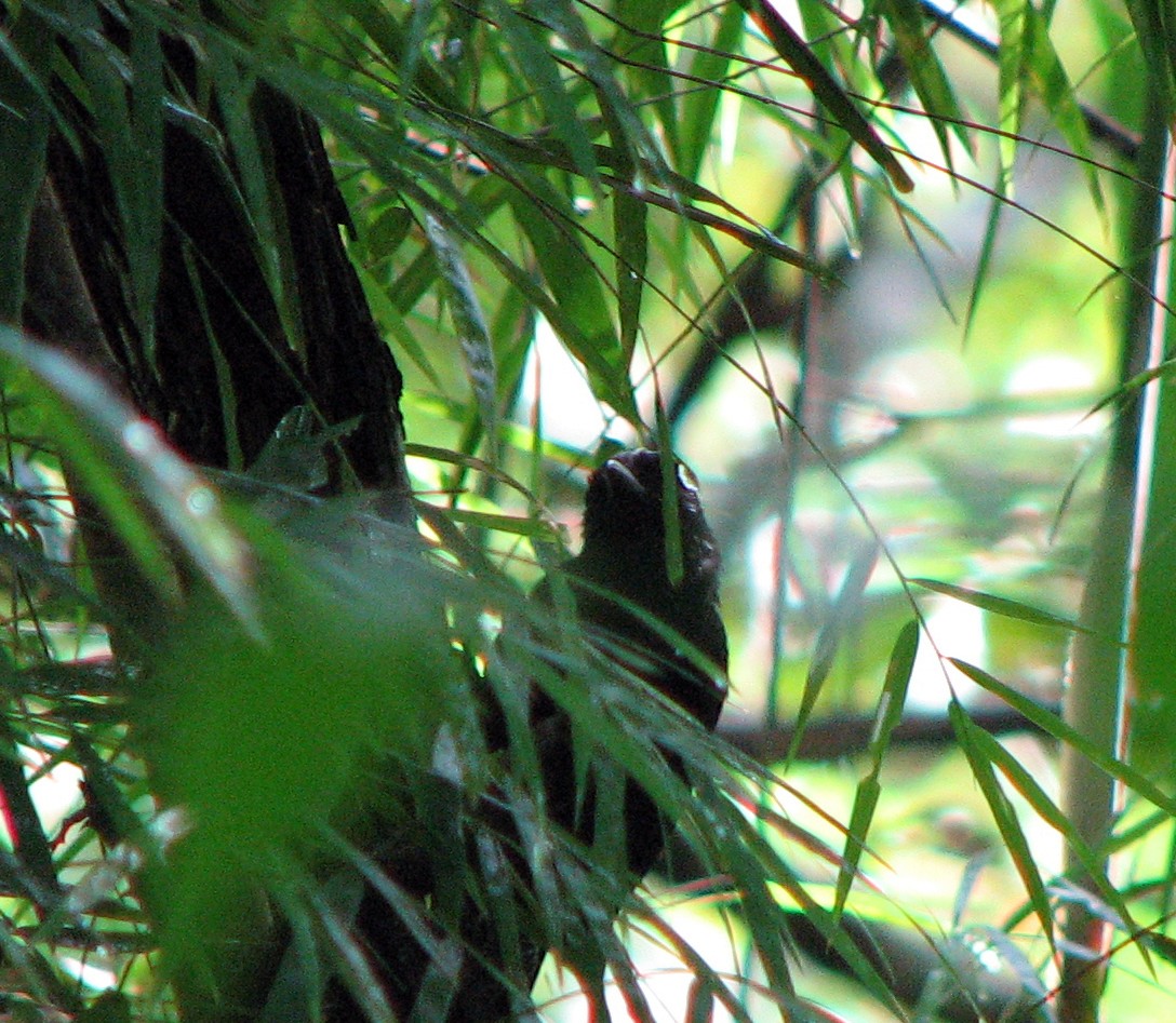 Black Antshrike - Roger Robb