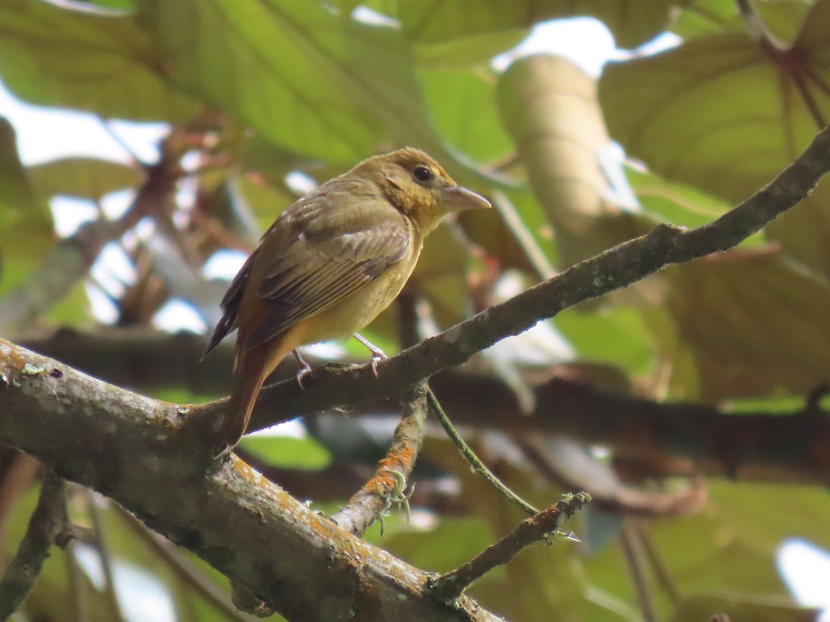 Summer Tanager - Jose Martinez De Valdenebro