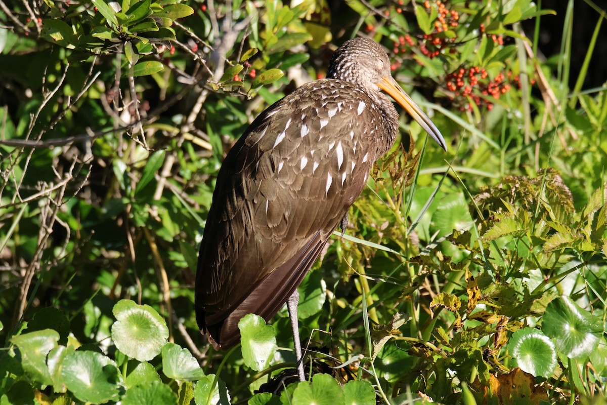 Limpkin - ML525355051