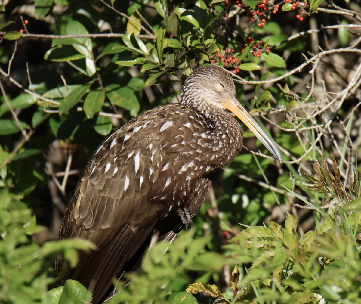 Limpkin - ML525355061