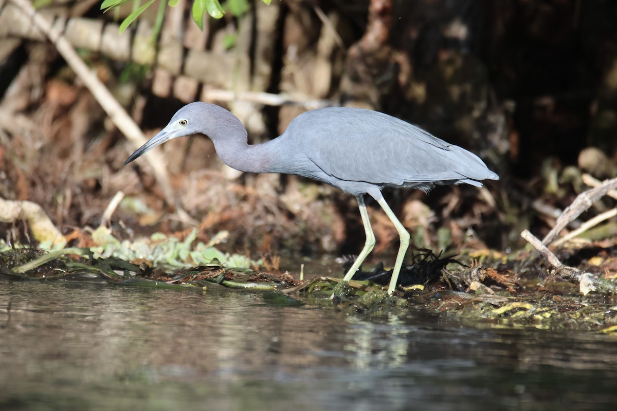 Little Blue Heron - ML525355401