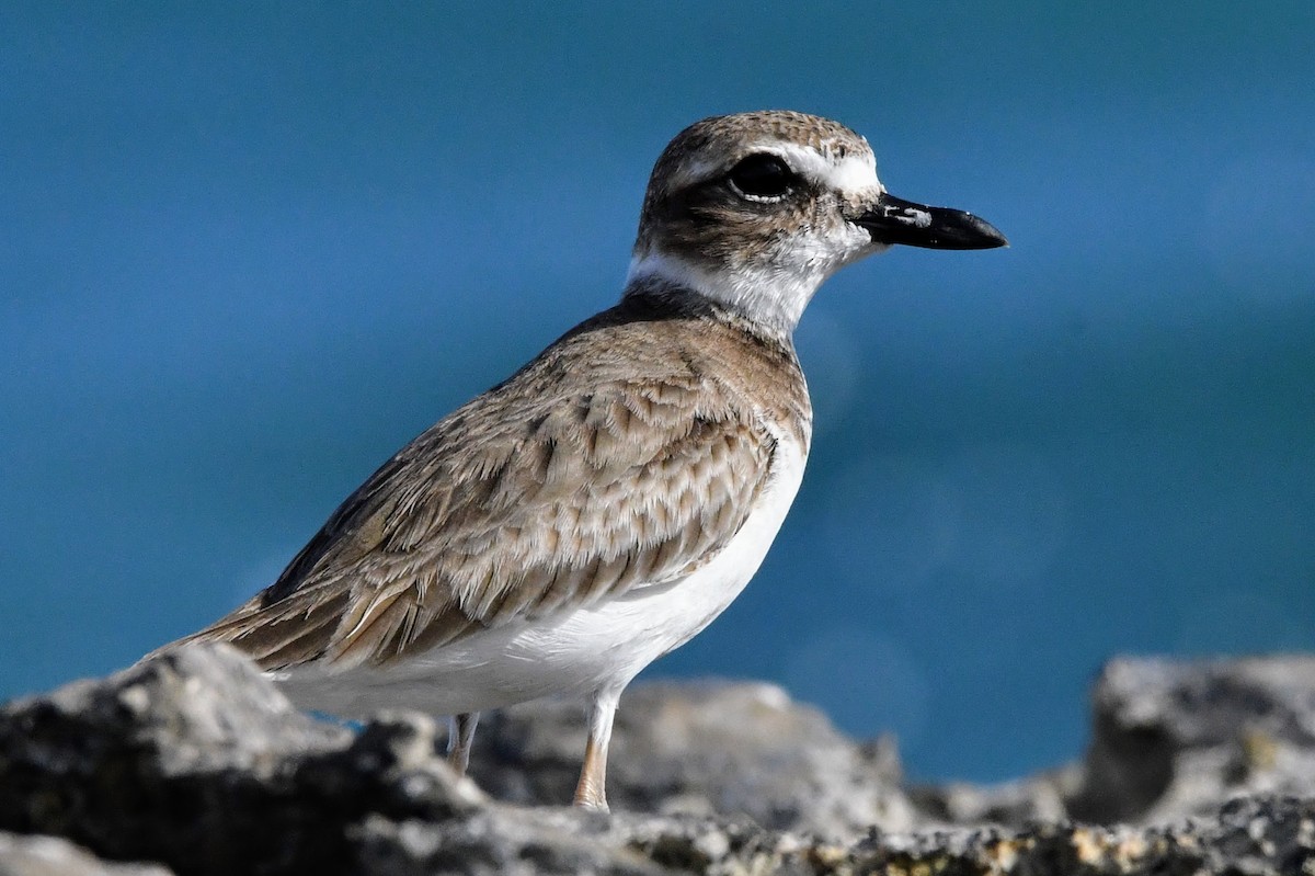 Wilson's Plover - ML525357171