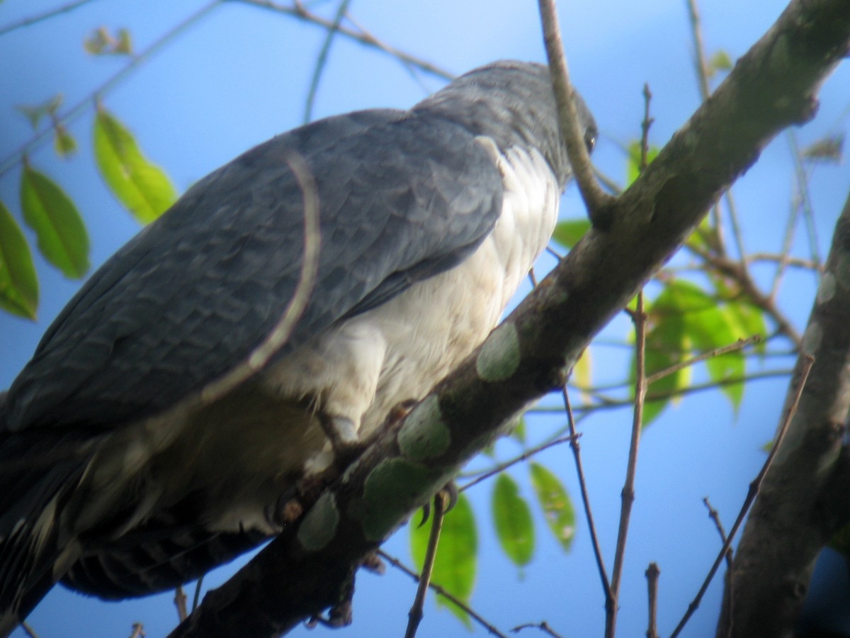Gray-headed Kite - ML525357551