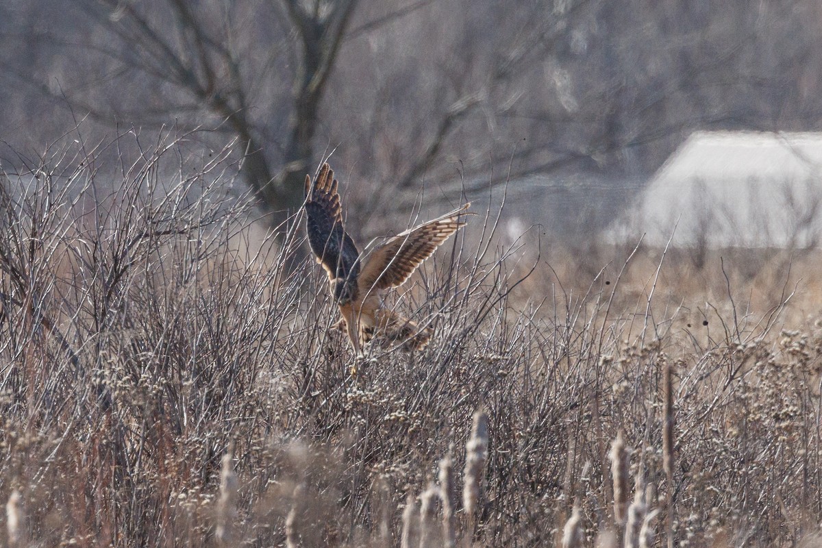 Northern Harrier - ML525358031