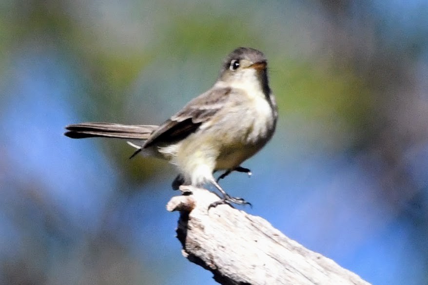 Cuban Pewee - ML525358261