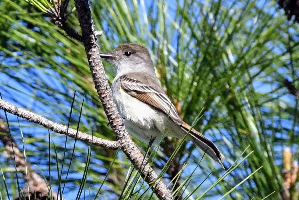 La Sagra's Flycatcher - ML525358461