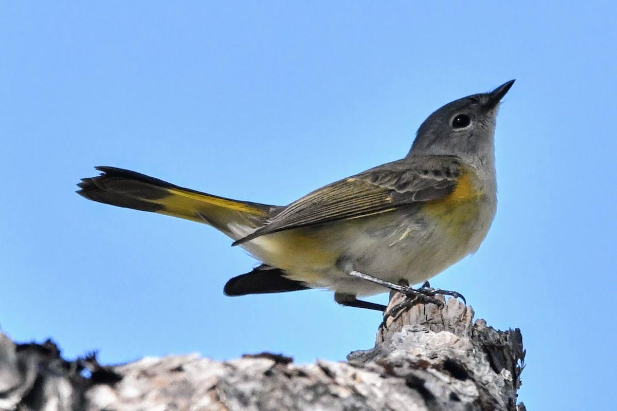 American Redstart - ML525359431