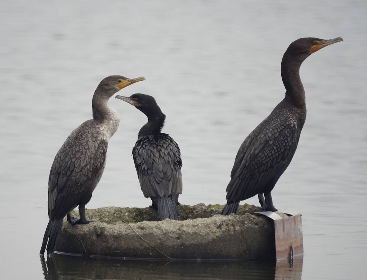 Cormorán Biguá - ML525359741