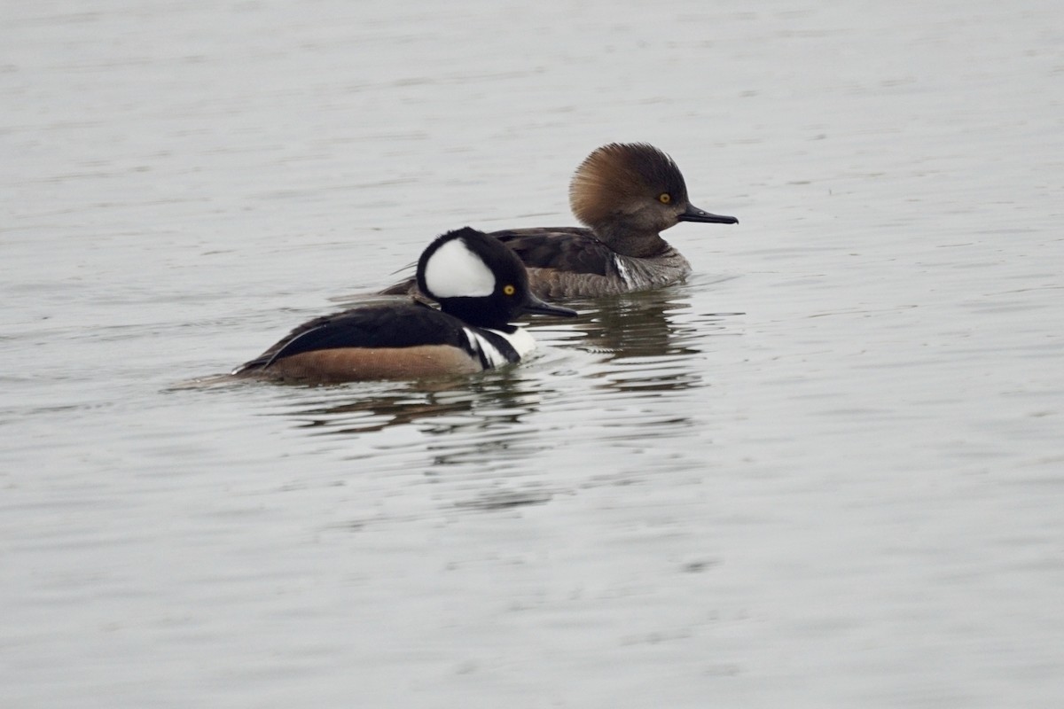 Hooded Merganser - Michael Pazzani