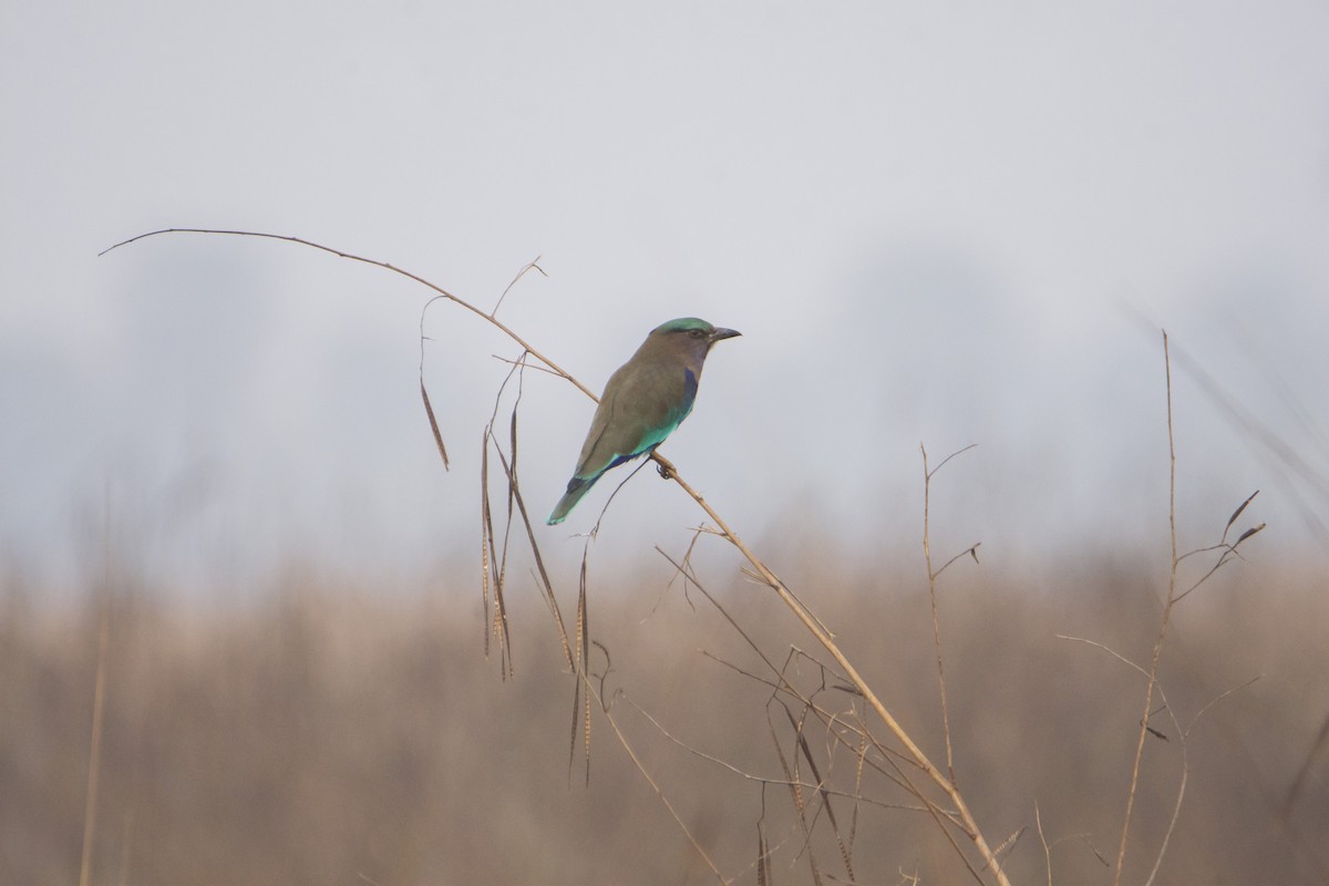 Indian/Indochinese Roller - Subhankar Choudhuri