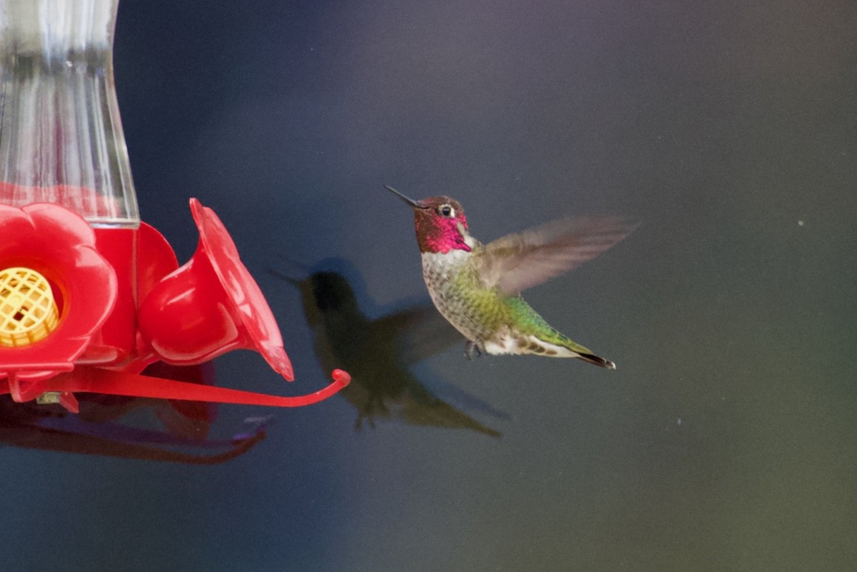 Anna's Hummingbird - ML525361071