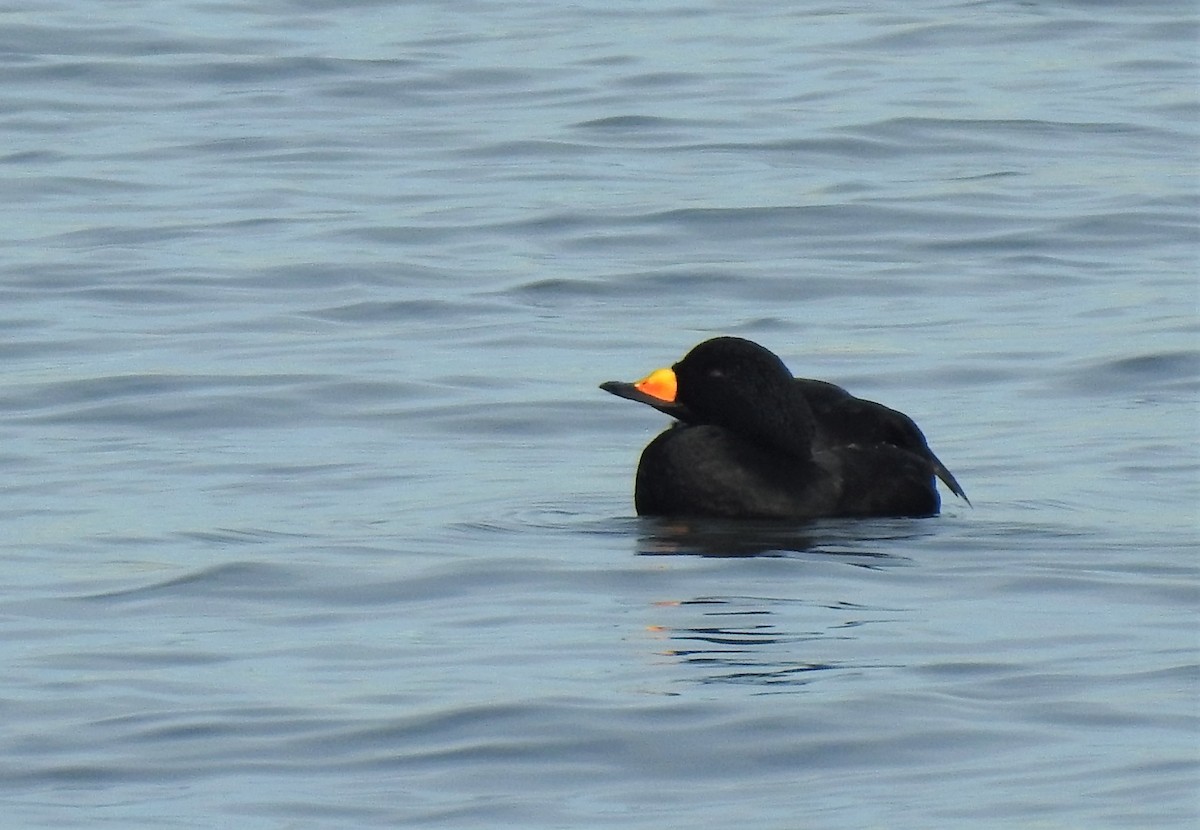 Black Scoter - Vincent Glasser