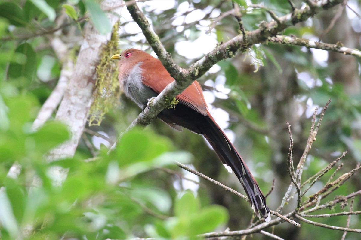 Squirrel Cuckoo - ML525364221