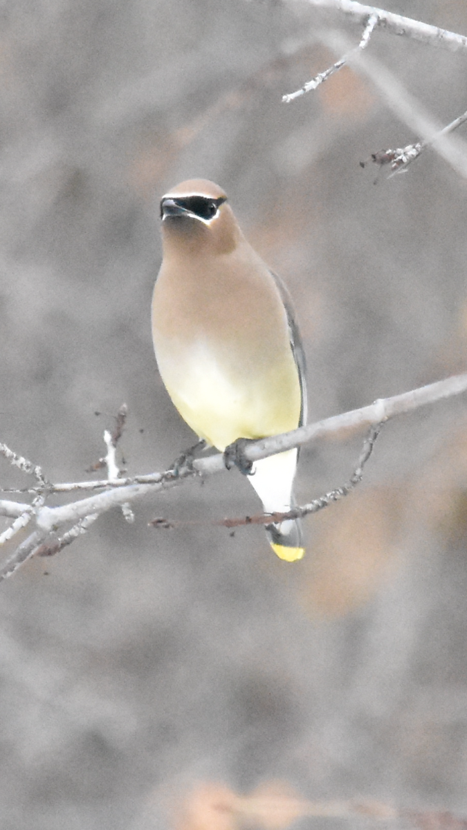 Cedar Waxwing - Alicia Arnold 🦩