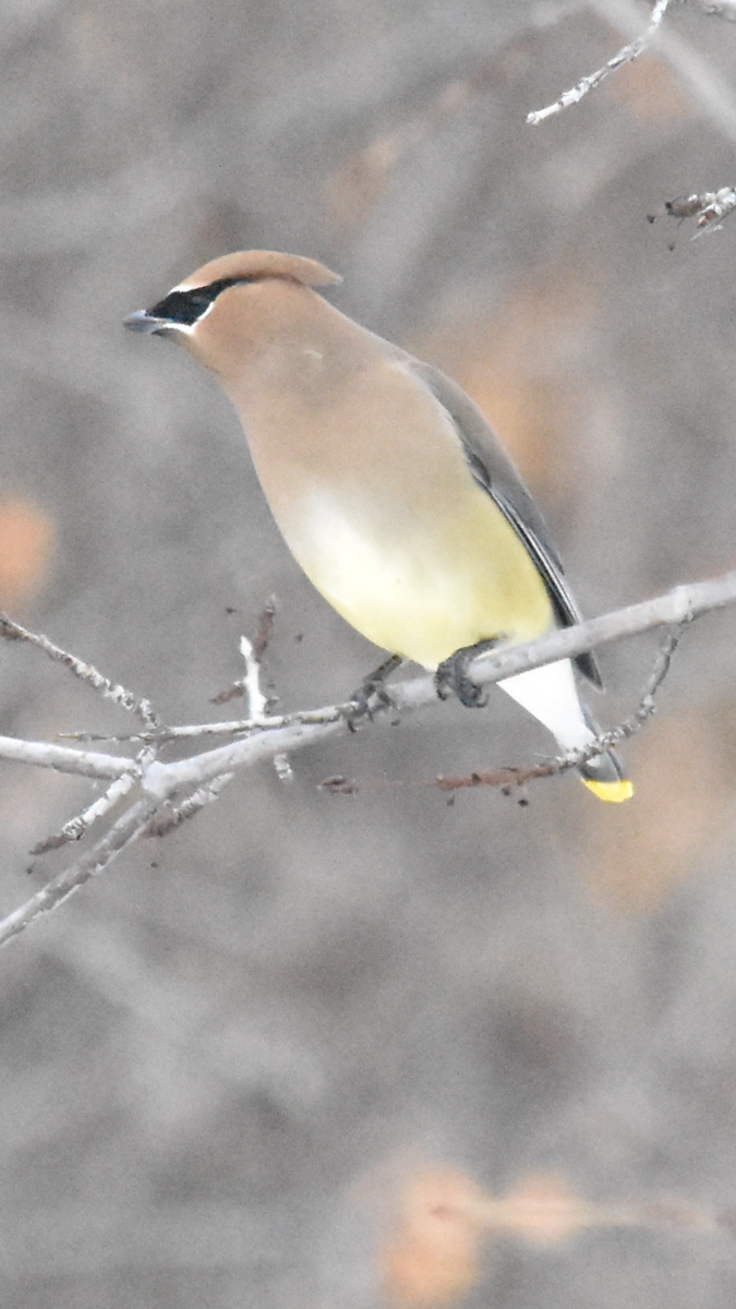 Cedar Waxwing - ML525366271