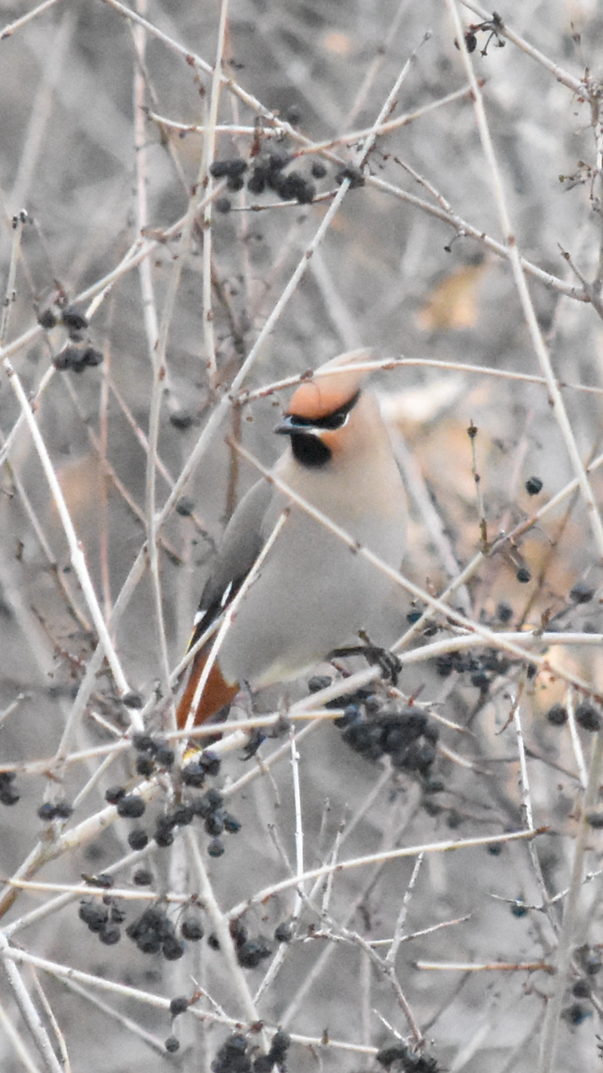 Bohemian Waxwing - ML525366321