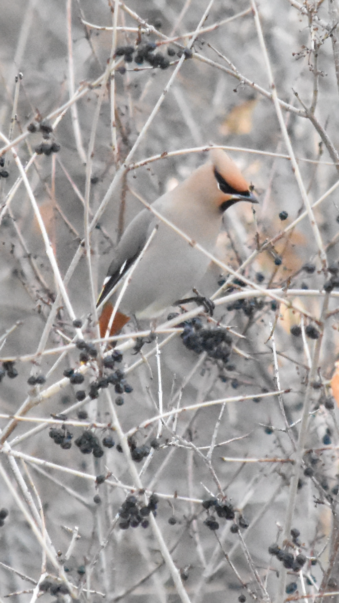 Bohemian Waxwing - Alicia Arnold 🦩