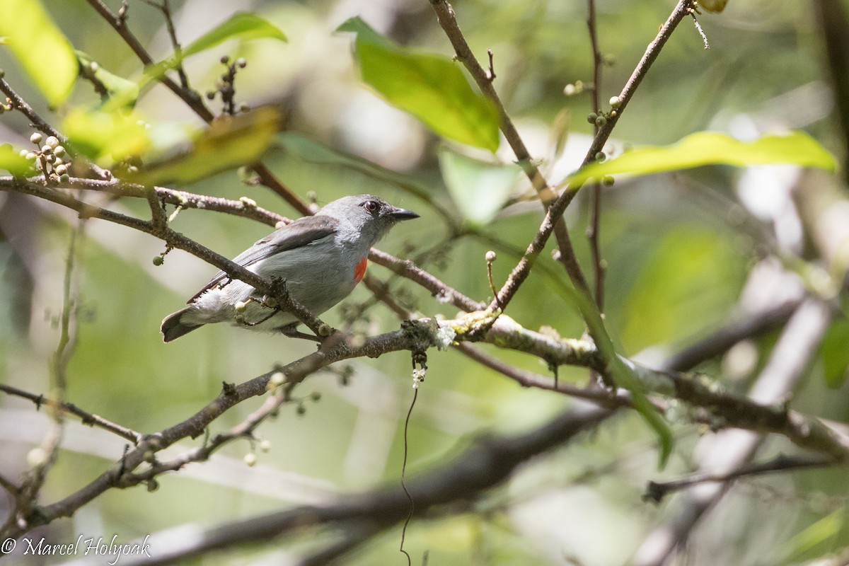 Ashy Flowerpecker - ML525366521