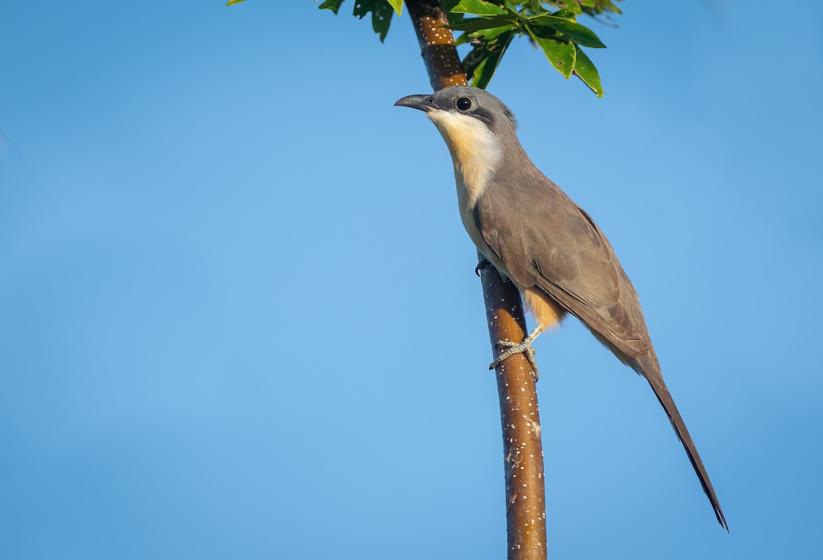 Dark-billed Cuckoo - ML525366771