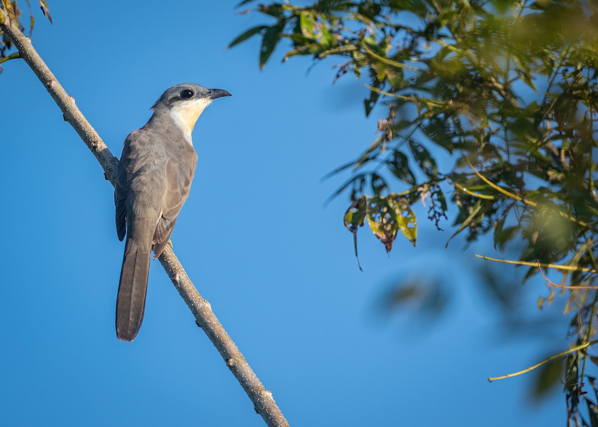 Dark-billed Cuckoo - ML525366801