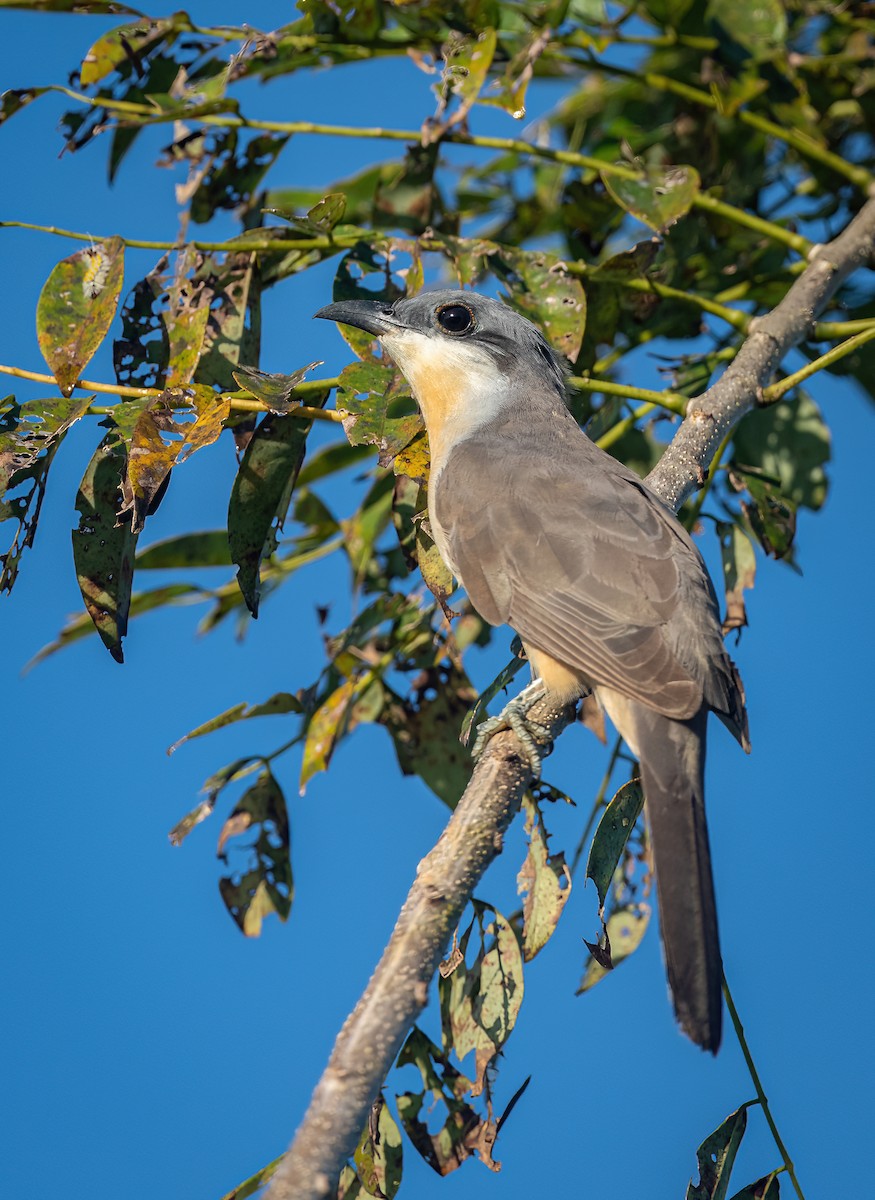 Dark-billed Cuckoo - ML525366811