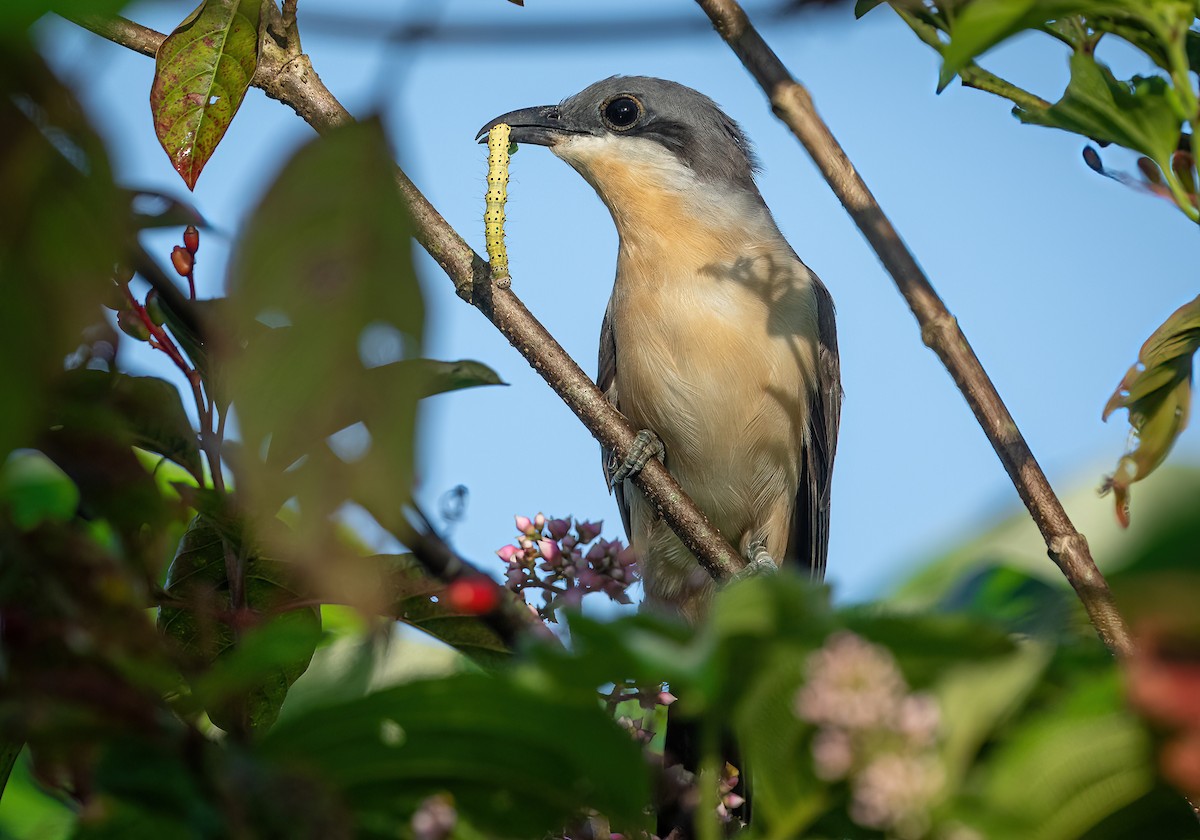 Dark-billed Cuckoo - ML525366821