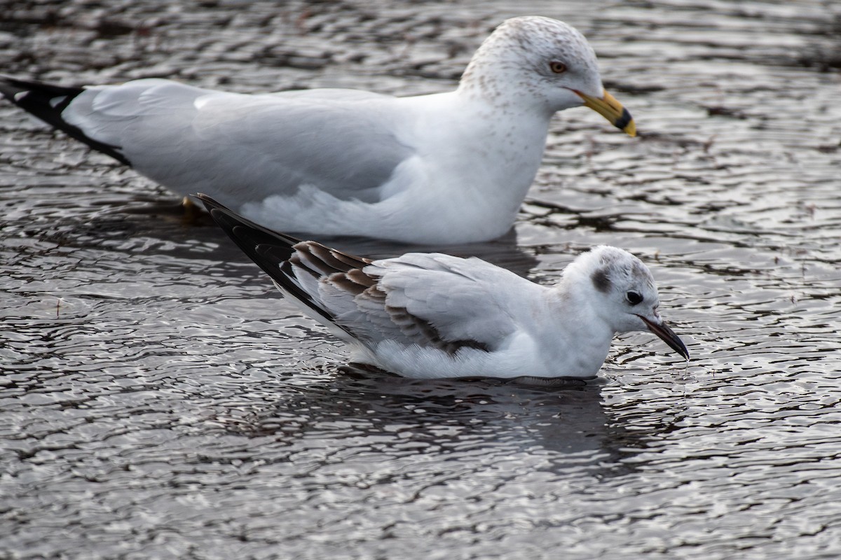 Bonaparte's Gull - ML525367181