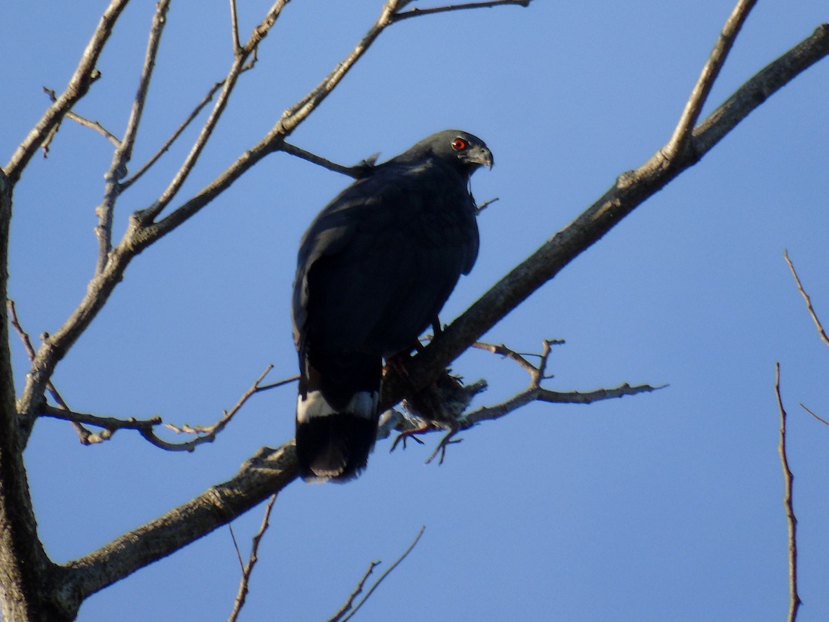 Crane Hawk - ML525367341