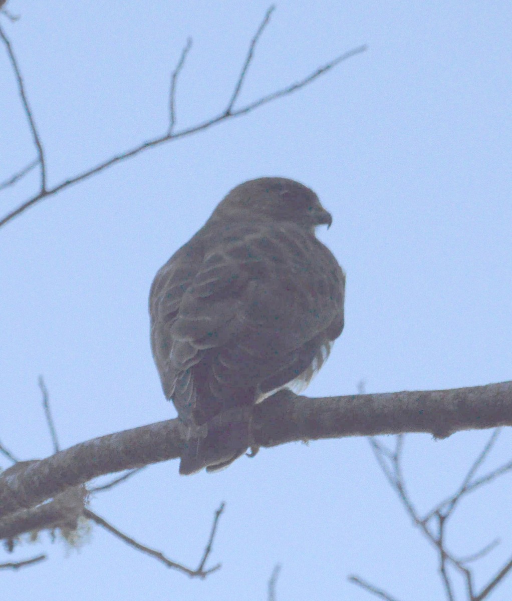 Broad-winged Hawk - Andrew Mack