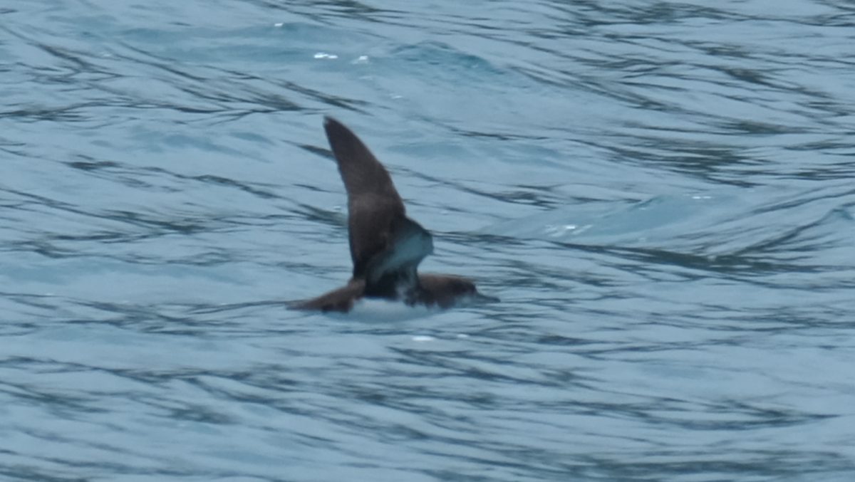 Hutton's Shearwater - ML525368671