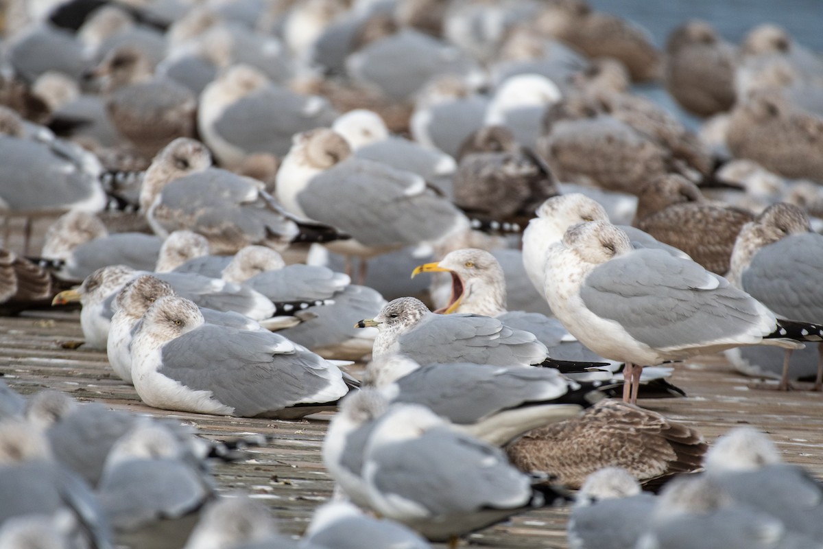 Gaviota Argéntea - ML525369191