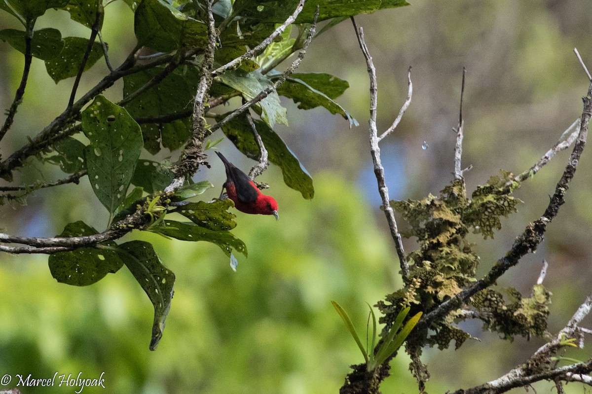 Mielero del Wakolo - ML525370011