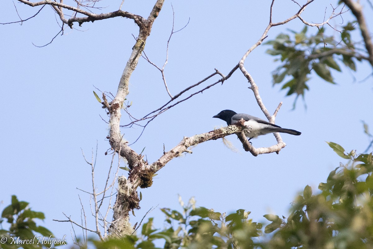 Moluccan Cuckooshrike - ML525370181