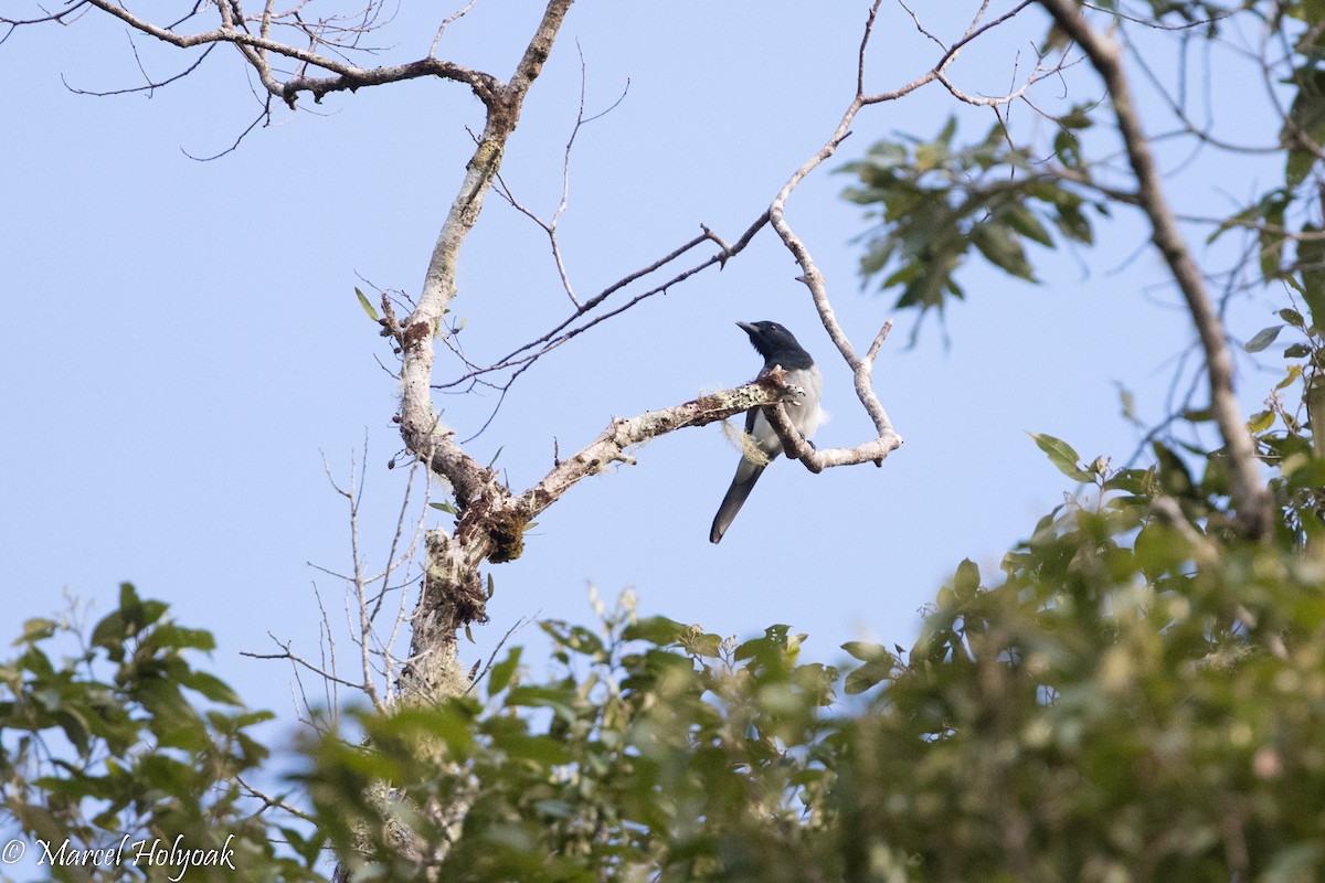 Moluccan Cuckooshrike - ML525370191