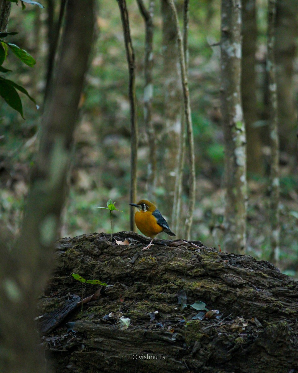 Orange-headed Thrush (White-throated) - ML525370291