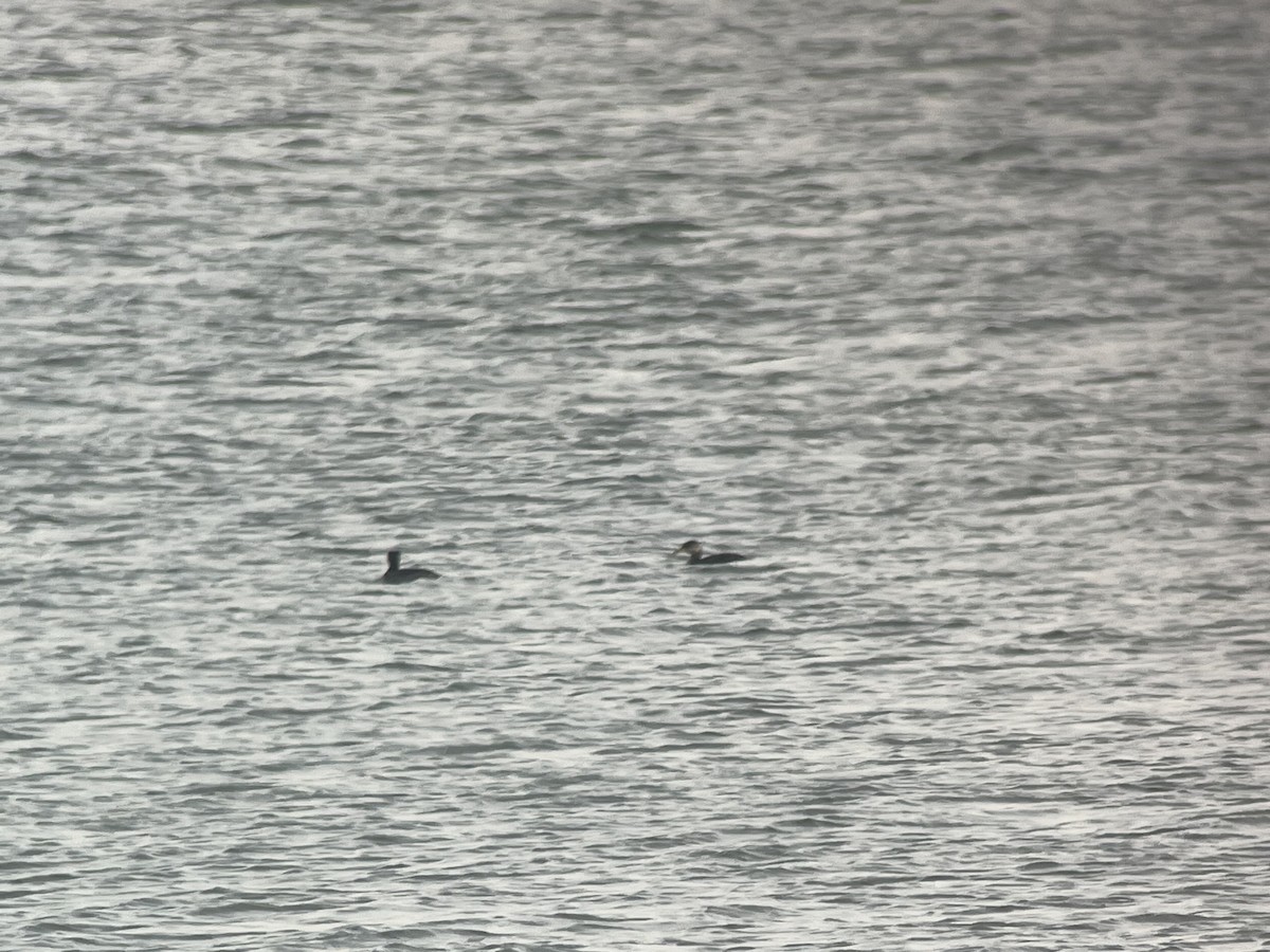 Red-necked Grebe - ML525370311