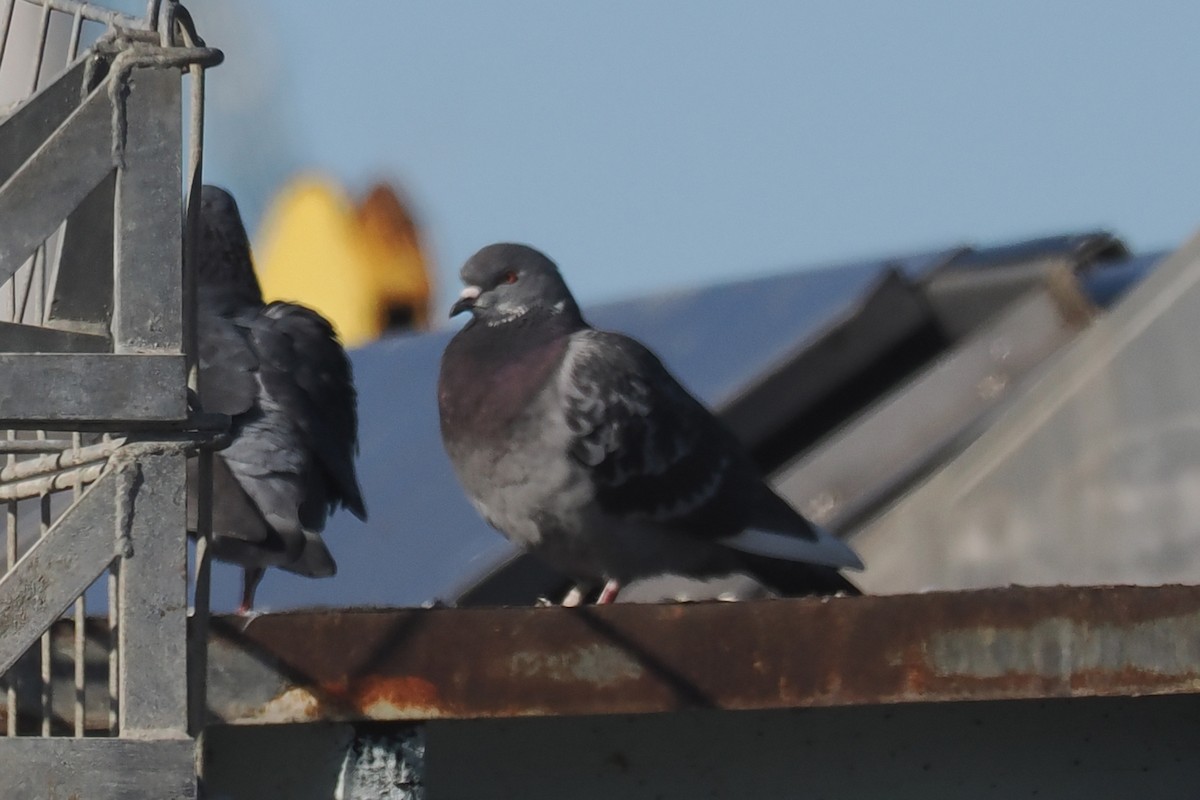 Rock Pigeon (Feral Pigeon) - ML525371941