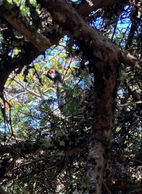 Spruce Grouse - ML525372391