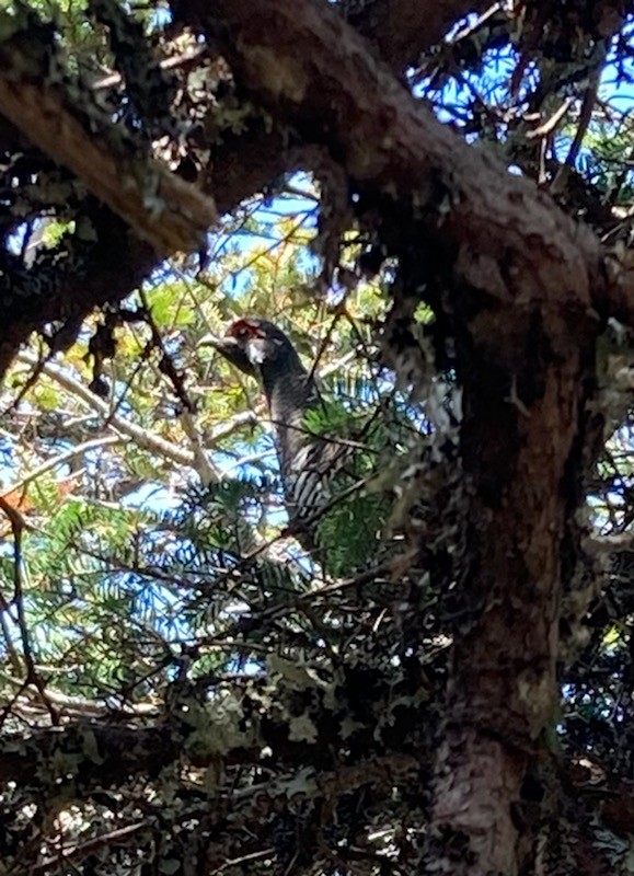 Spruce Grouse - ML525372401