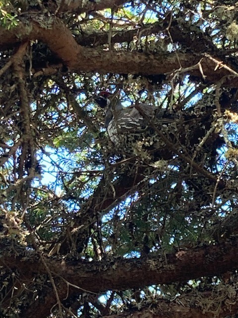 Spruce Grouse - Janice Strong